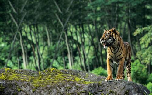 Rajasthan Tour with Wildlife Sanctuaries – 13 Days
