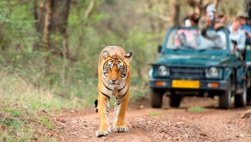 Golden Triangle Tour with Ranthambore